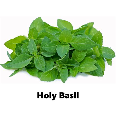 HOLY BASIL Meaning in Tagalog .